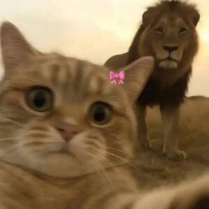 LuLaRoe Minie Mouse Print Top size L